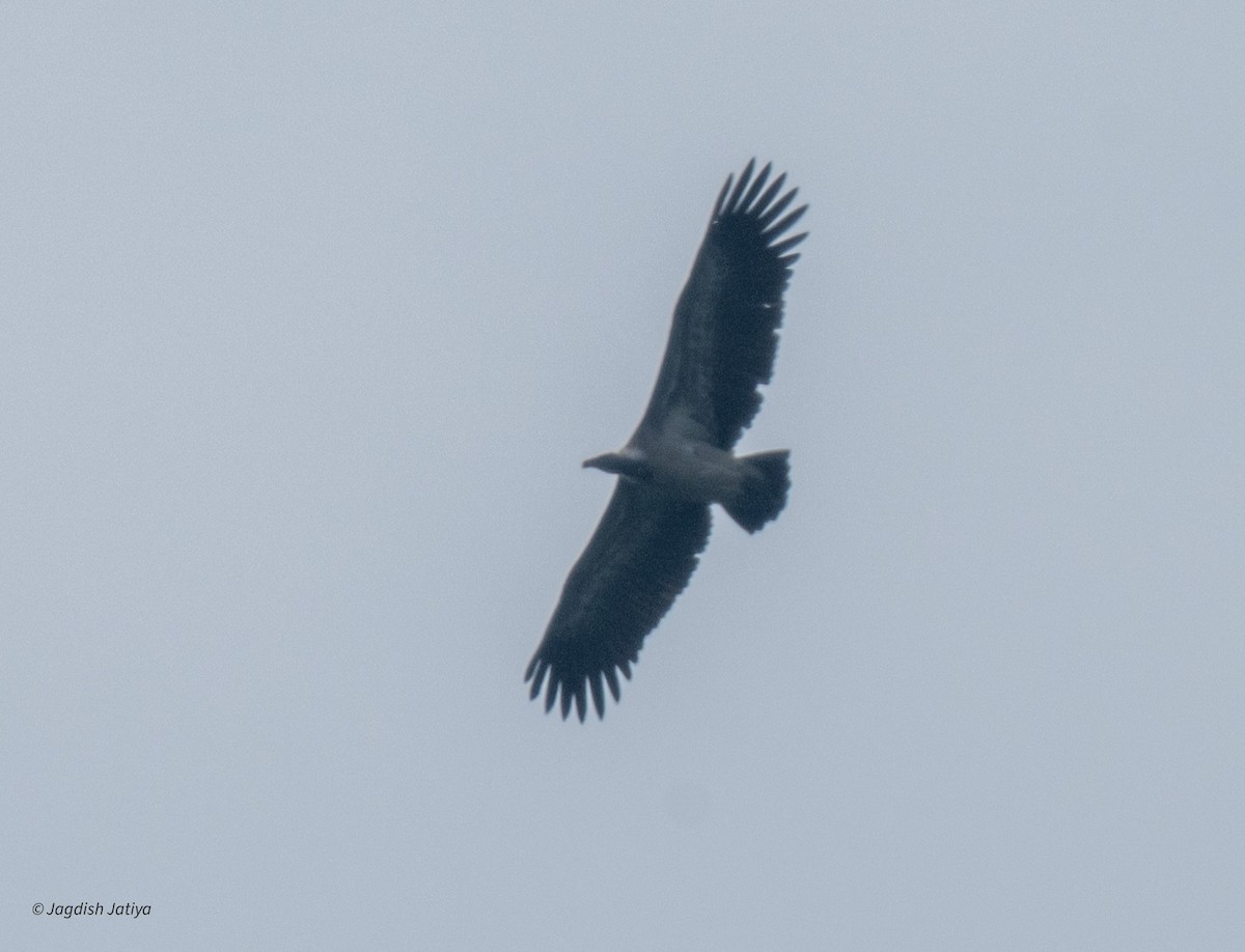 Indian Vulture - ML642857829