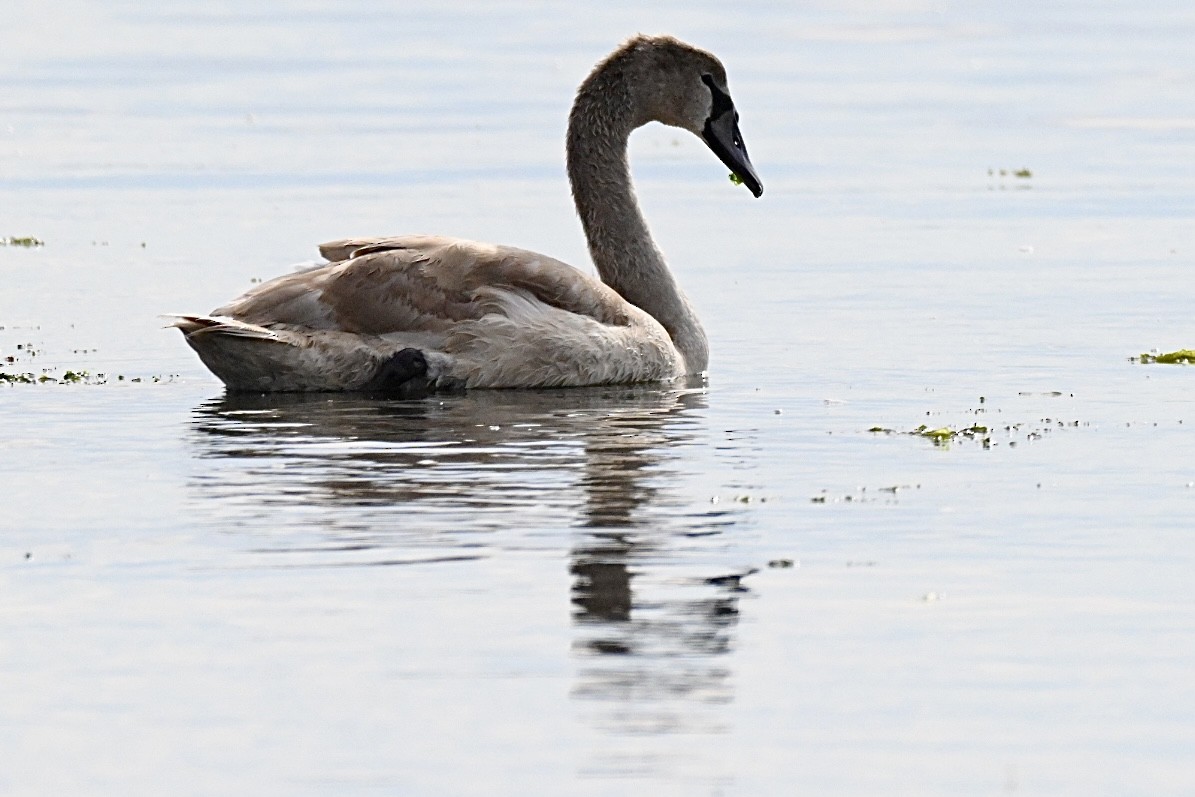 Cygne tuberculé - ML642857832