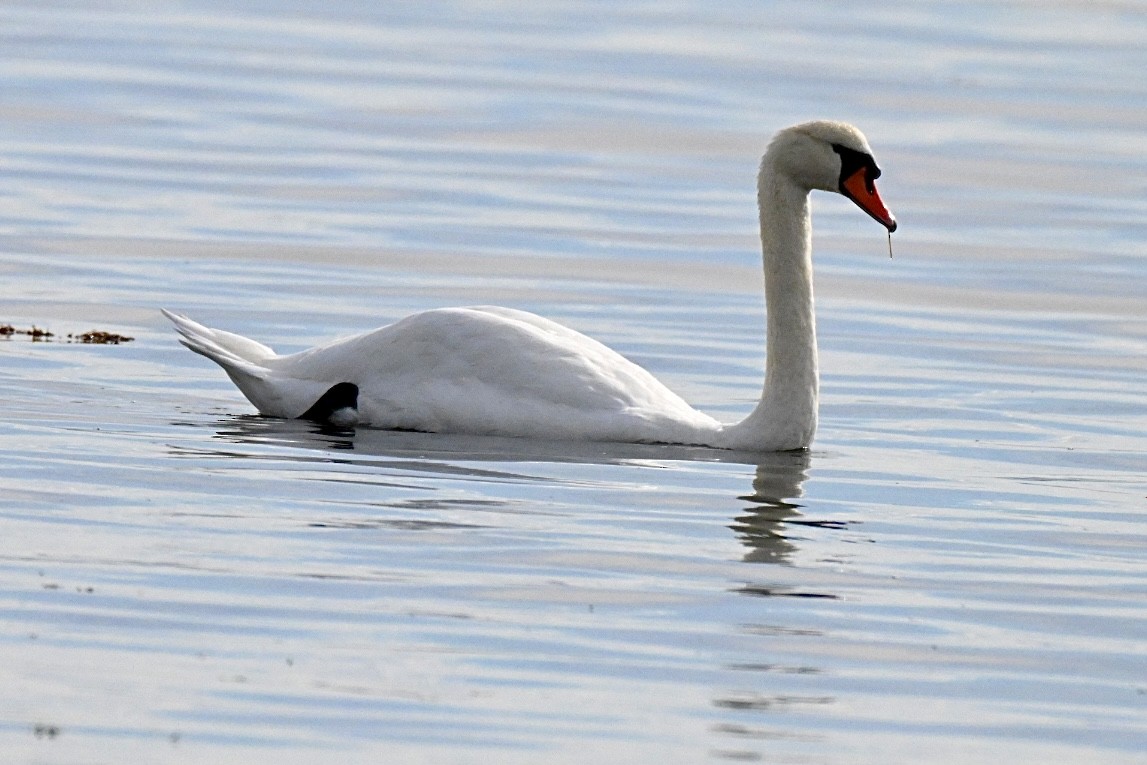 Cygne tuberculé - ML642857833