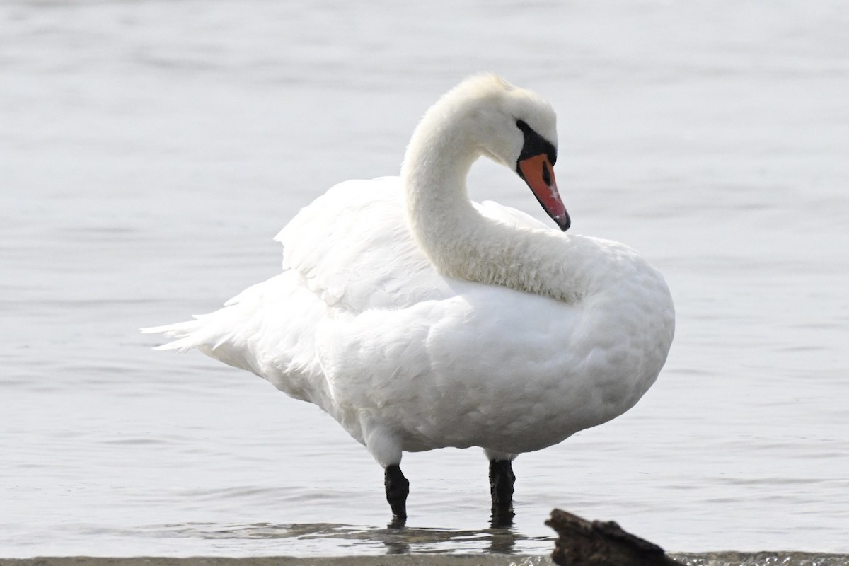 Cygne tuberculé - ML642857834