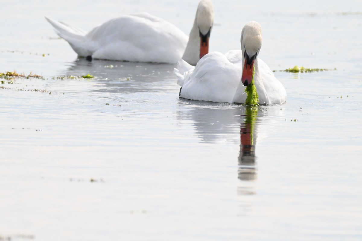 Cygne tuberculé - ML642857835