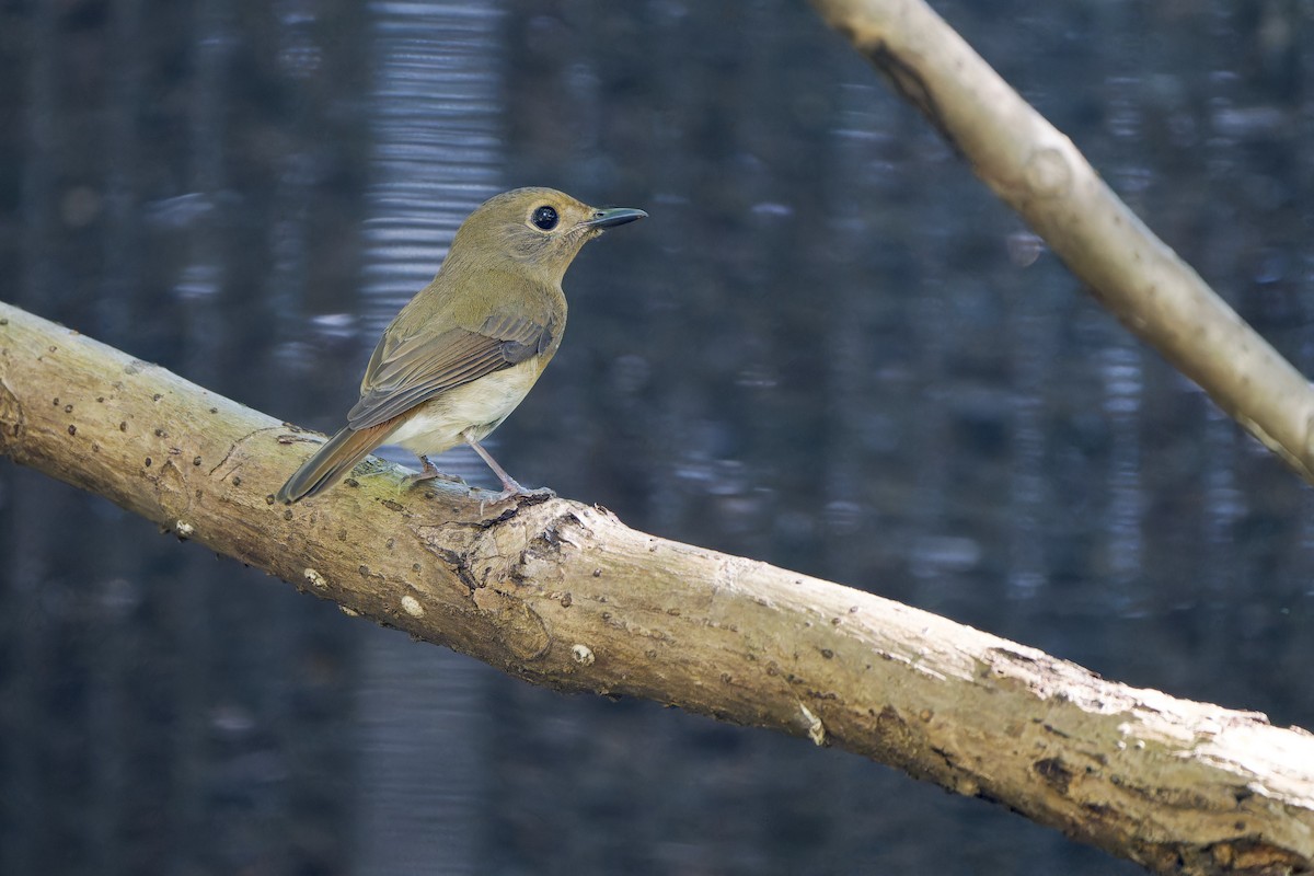 Hainan Blue Flycatcher - ML642857841