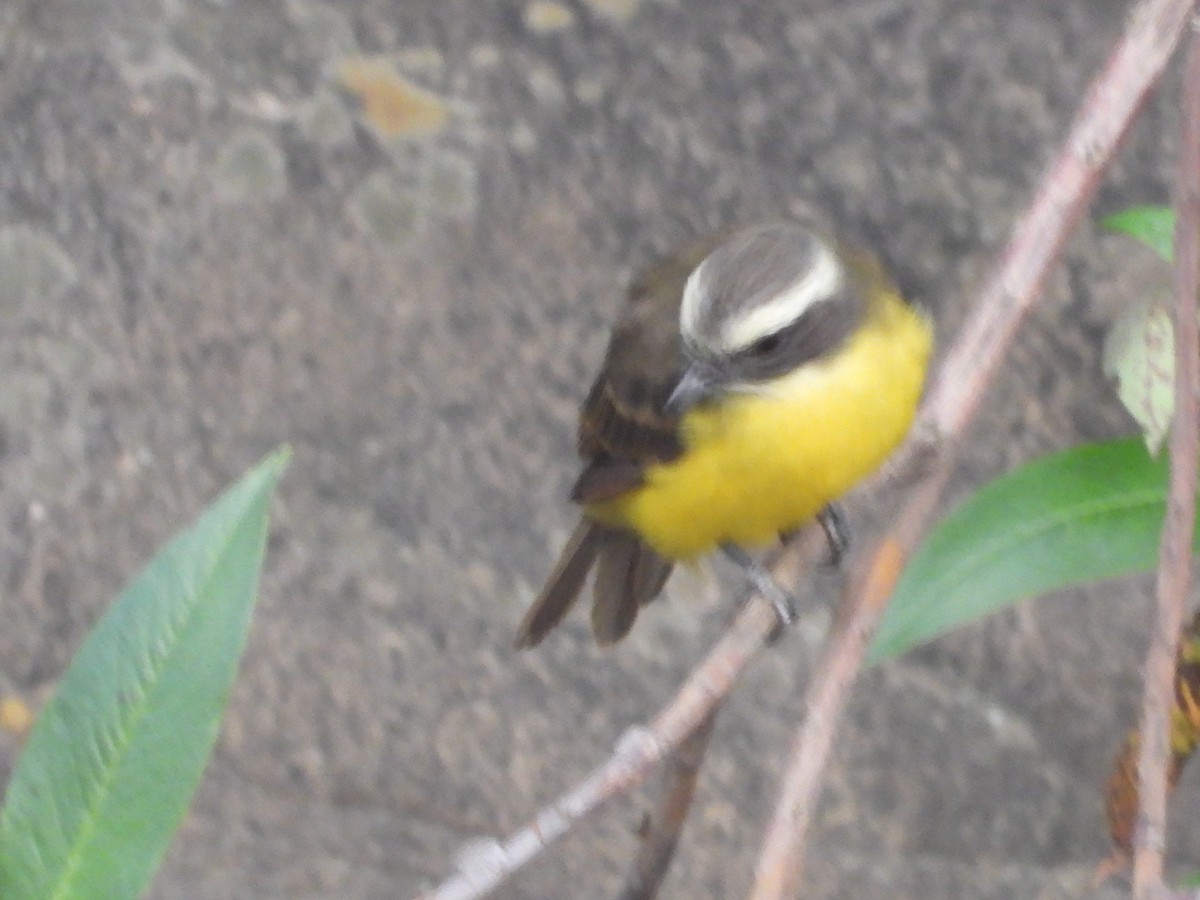Social Flycatcher - ML642857859