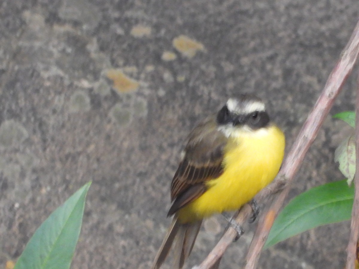Social Flycatcher - ML642857860