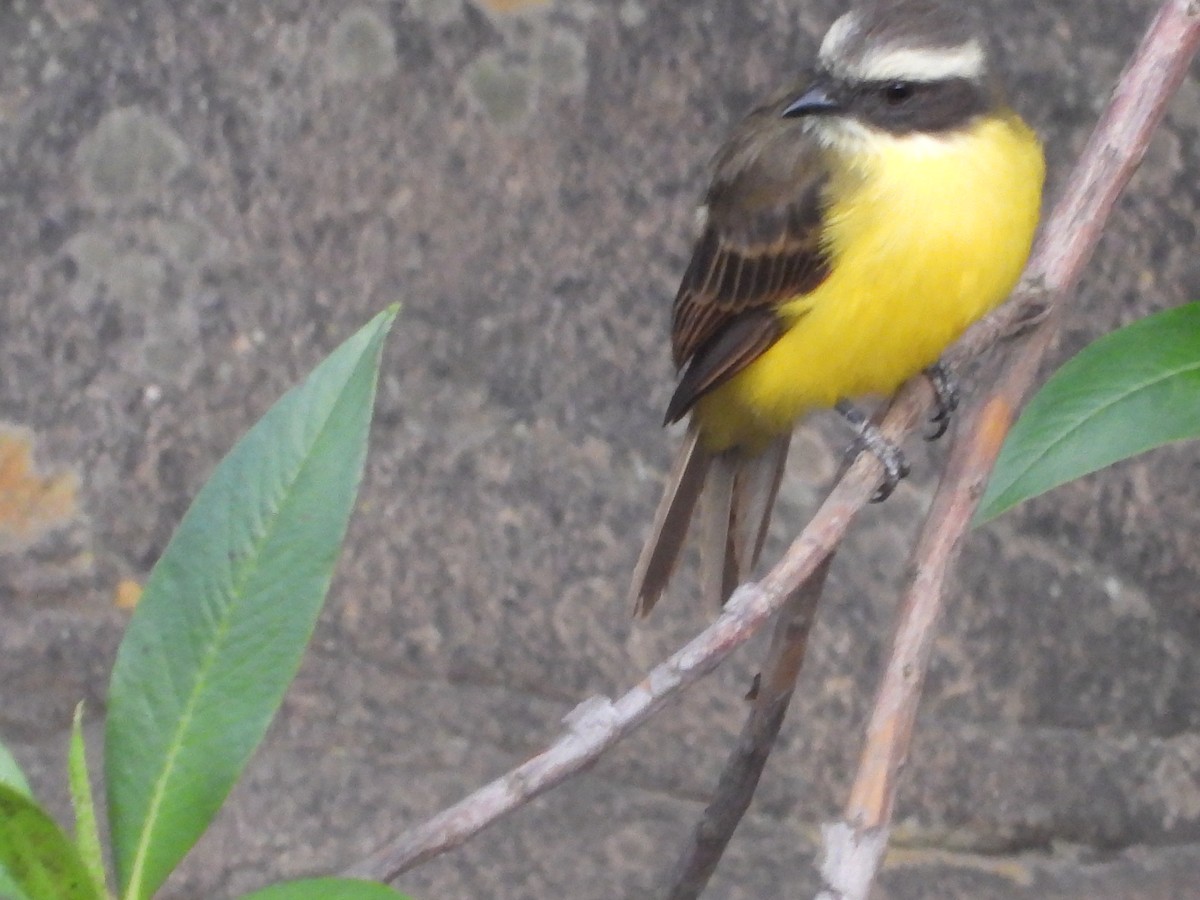 Social Flycatcher - ML642857861