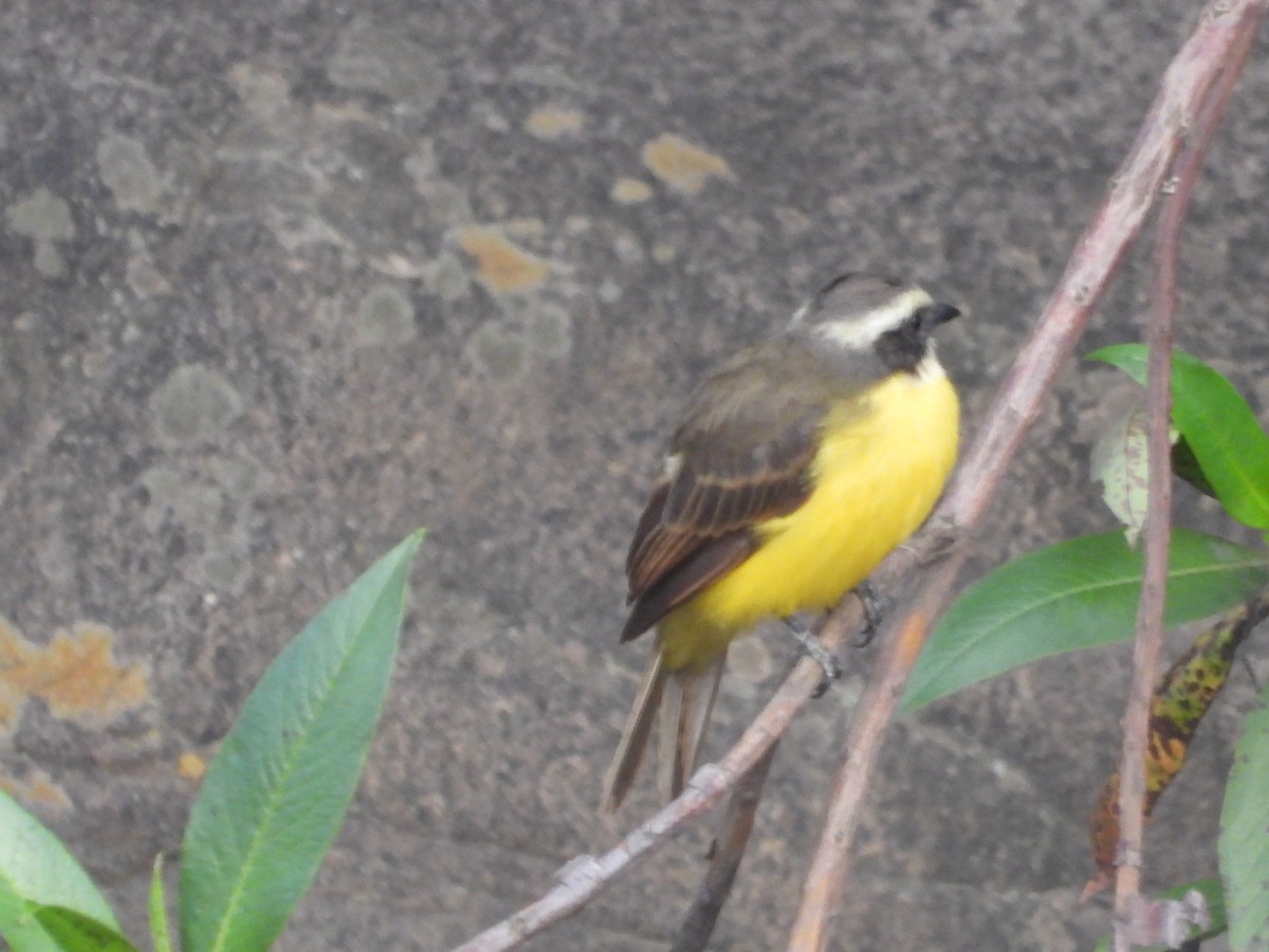 Social Flycatcher - ML642857862