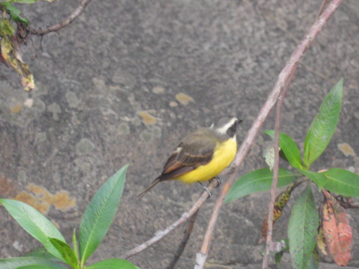Social Flycatcher - ML642857863