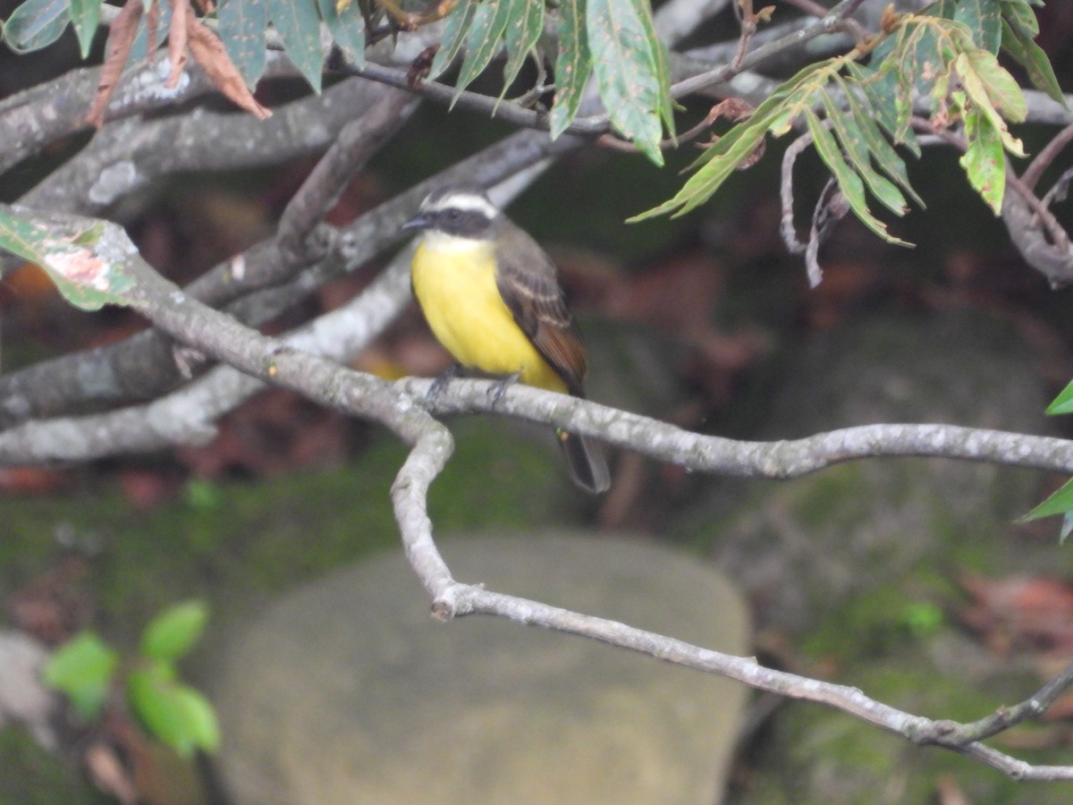 Social Flycatcher - ML642857864