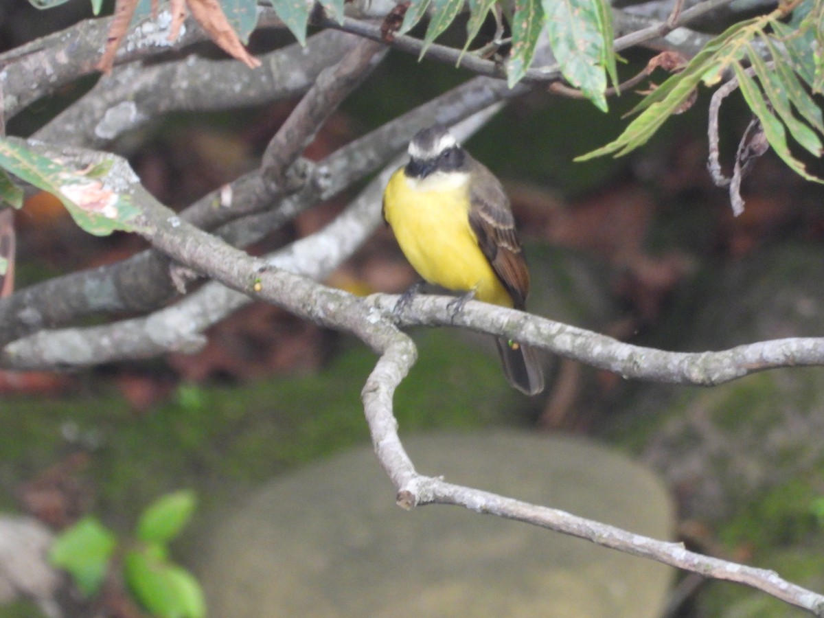 Social Flycatcher - ML642857865