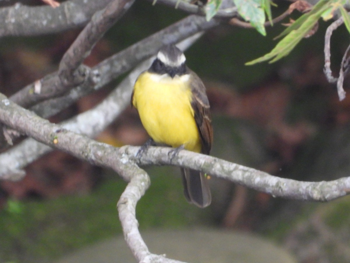 Social Flycatcher - ML642857866