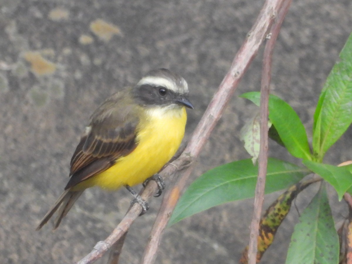Social Flycatcher - ML642857867