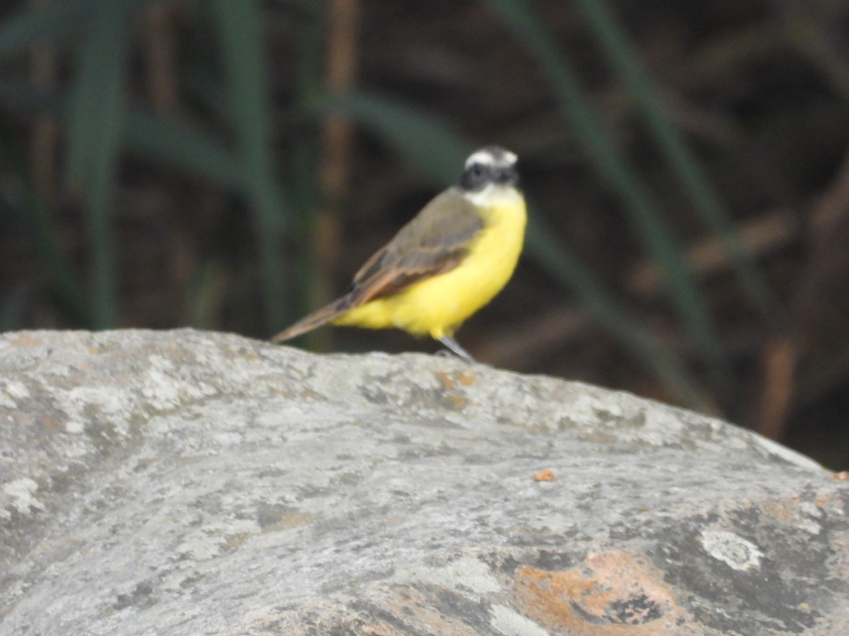 Social Flycatcher - ML642857869