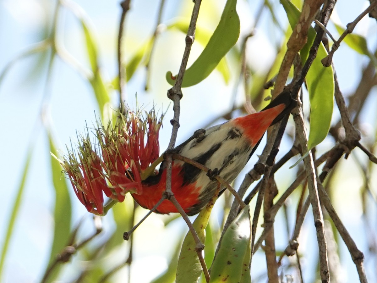 Mistletoebird (Australian) - ML642857879