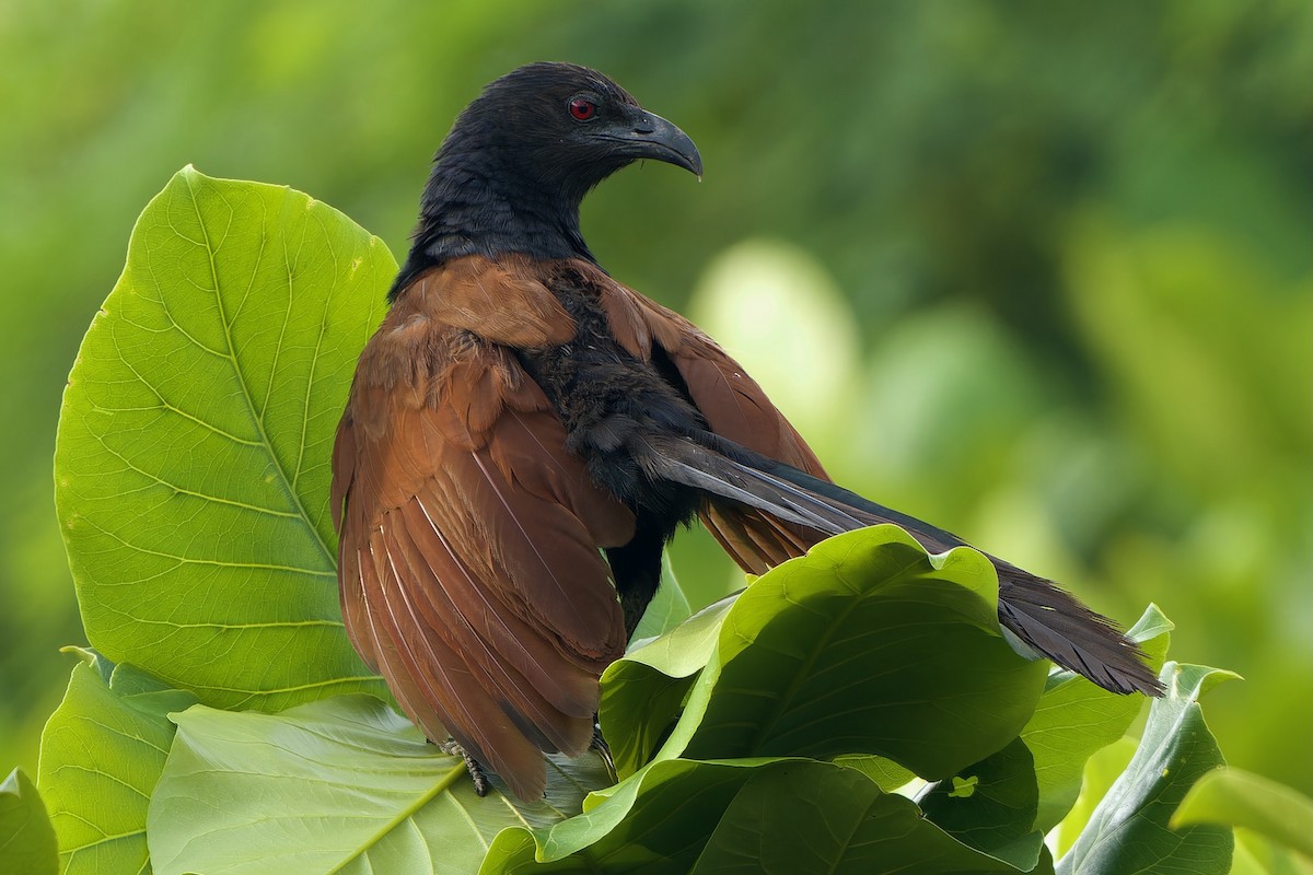 Greater Coucal (Greater) - ML642857890