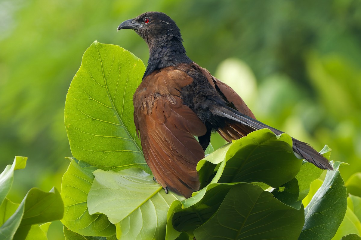Greater Coucal (Greater) - ML642857891