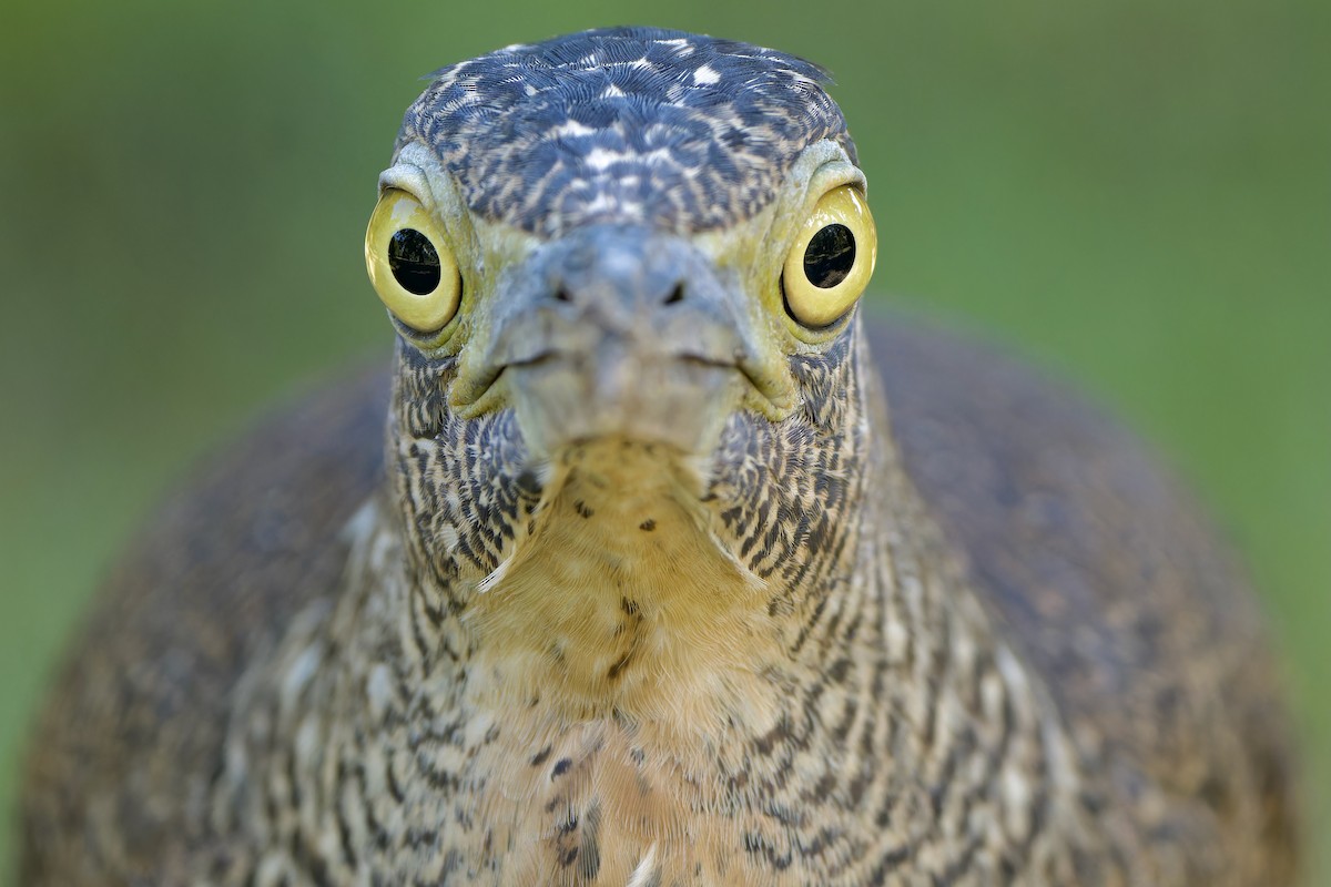 Malayan Night Heron - ML642857897