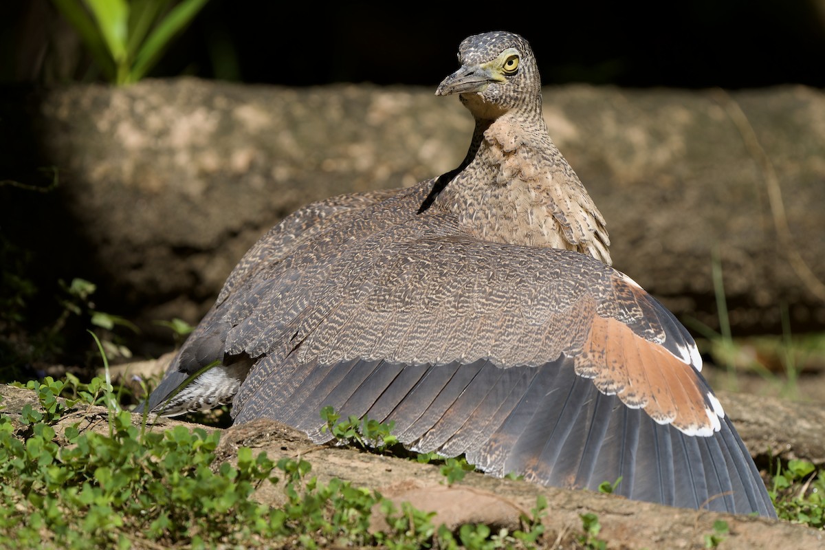 Malayan Night Heron - ML642857901