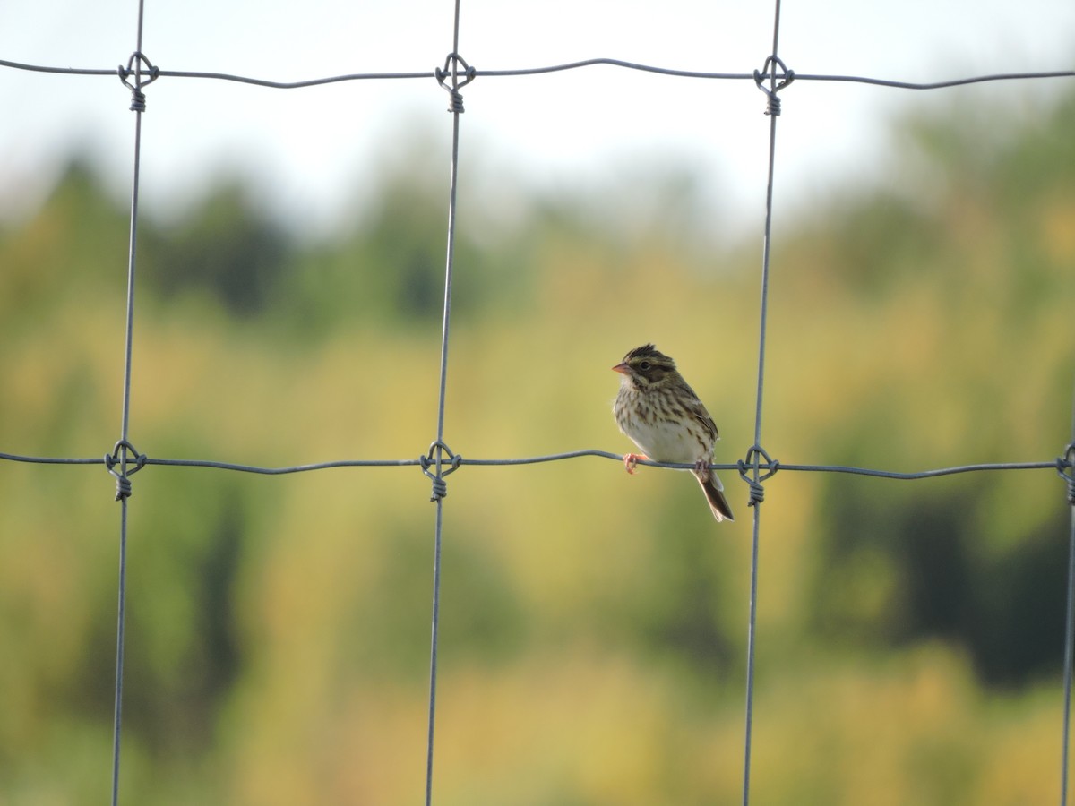 Savannah Sparrow - ML642857908