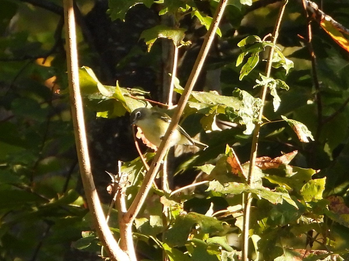 Blue-headed Vireo - ML642857931