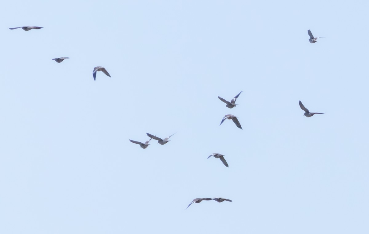 White-winged Dove - ML642857932
