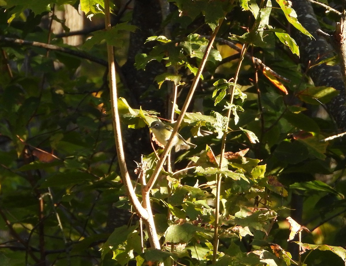 Blue-headed Vireo - ML642857935