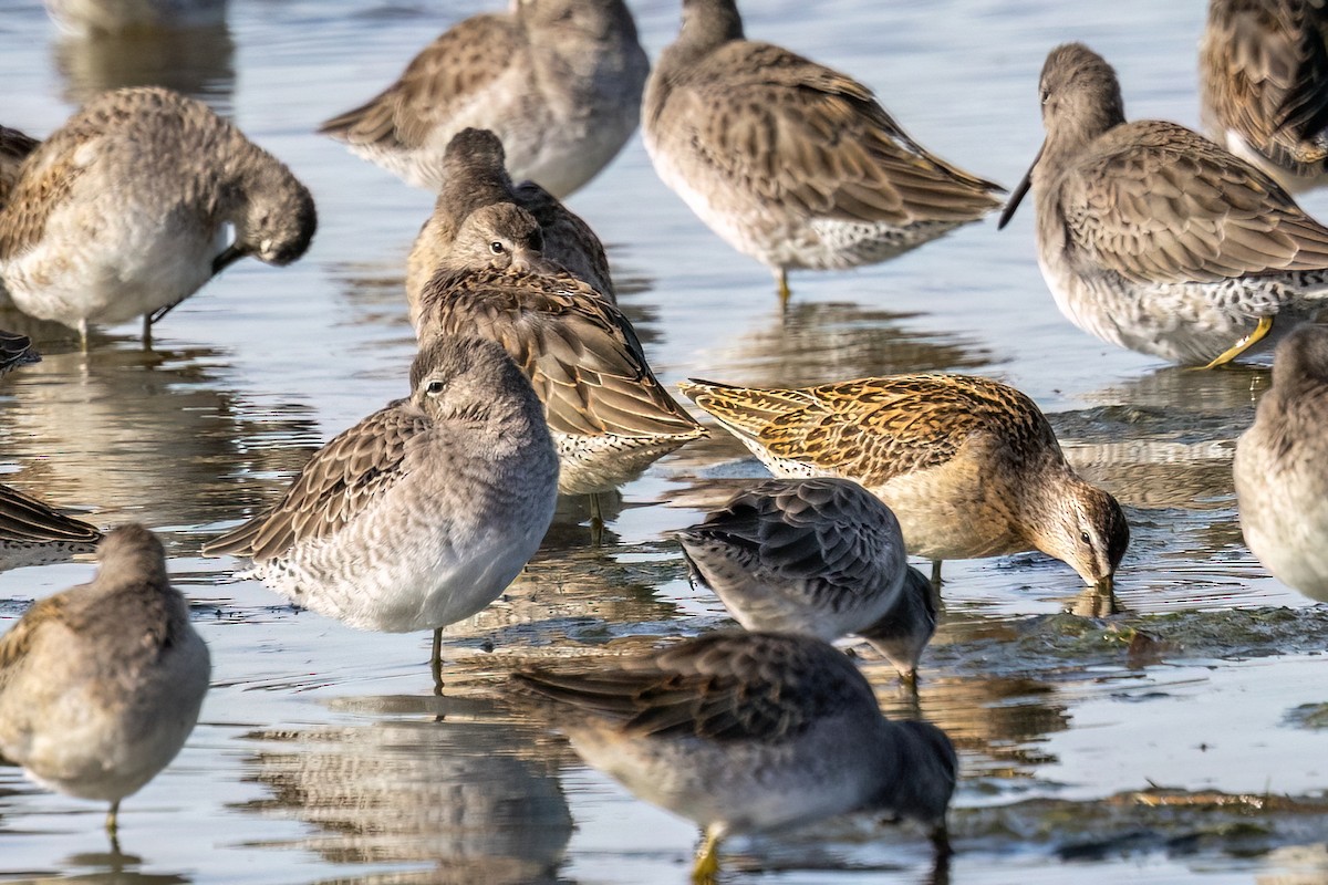 Short-billed Dowitcher - ML642857939