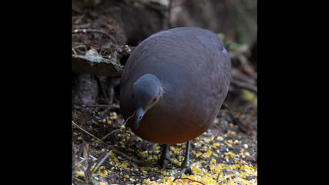 Tinamou brun - ML642857941