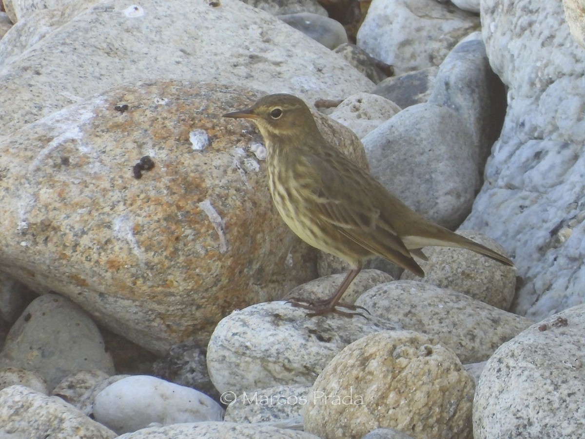 Rock Pipit - ML642857952