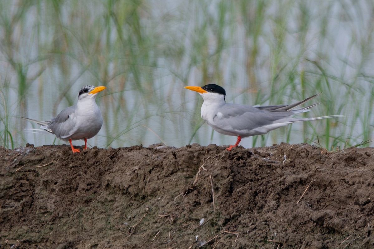 River Tern - ML642857954