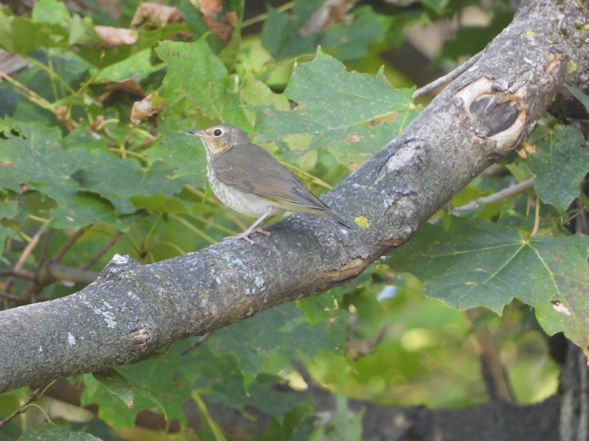 Swainson's Thrush - ML642857957