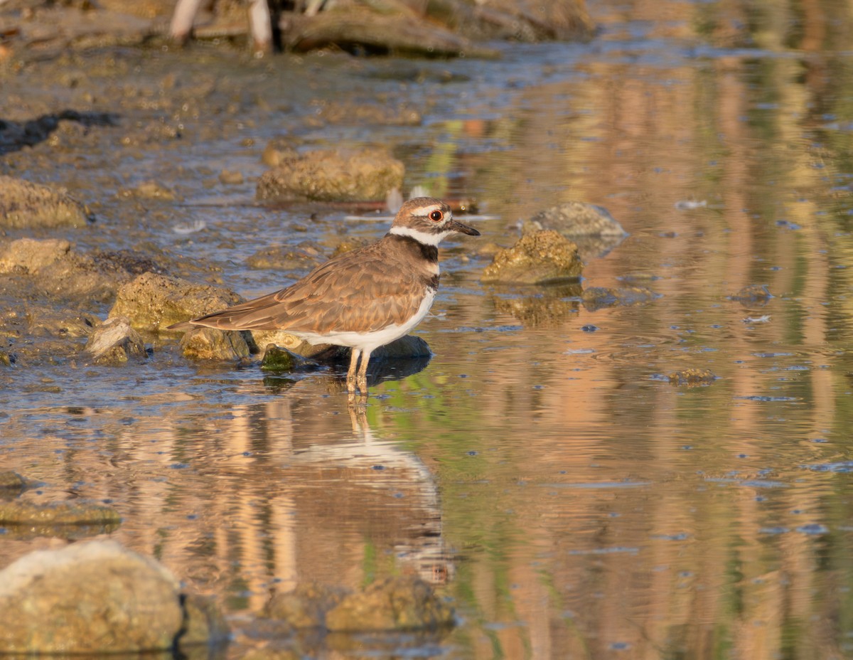 Killdeer - ML642857958