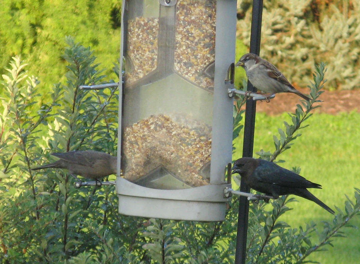 Brown-headed Cowbird - ML642857960