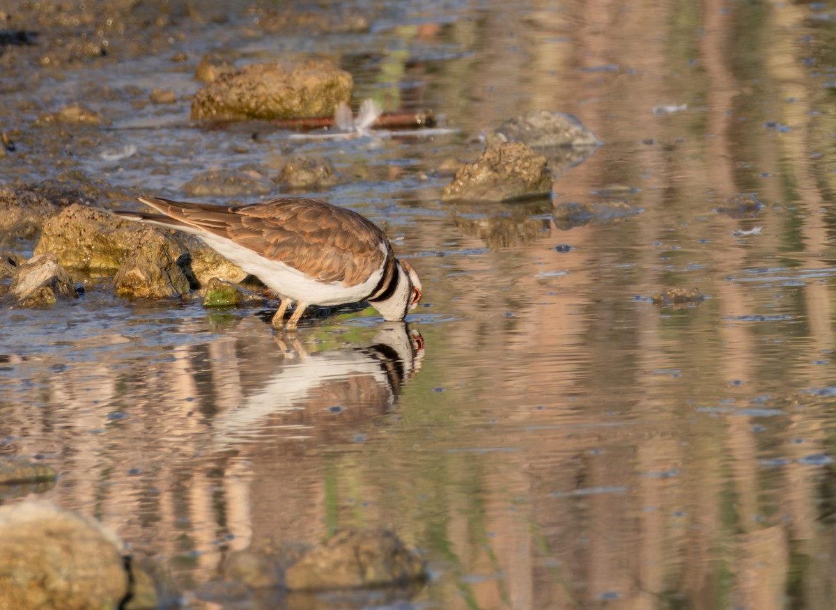 Killdeer - ML642857962