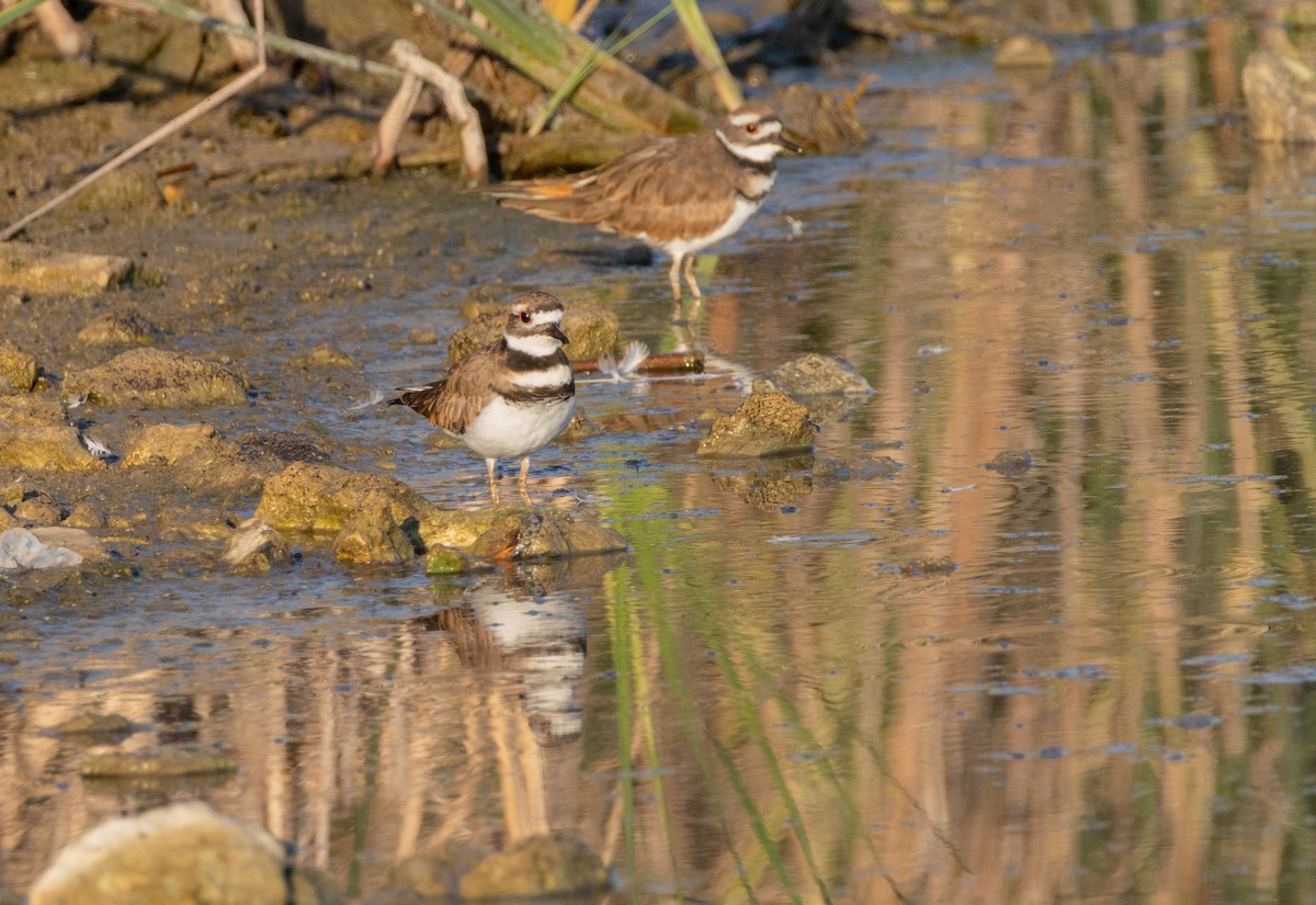 Killdeer - ML642857967