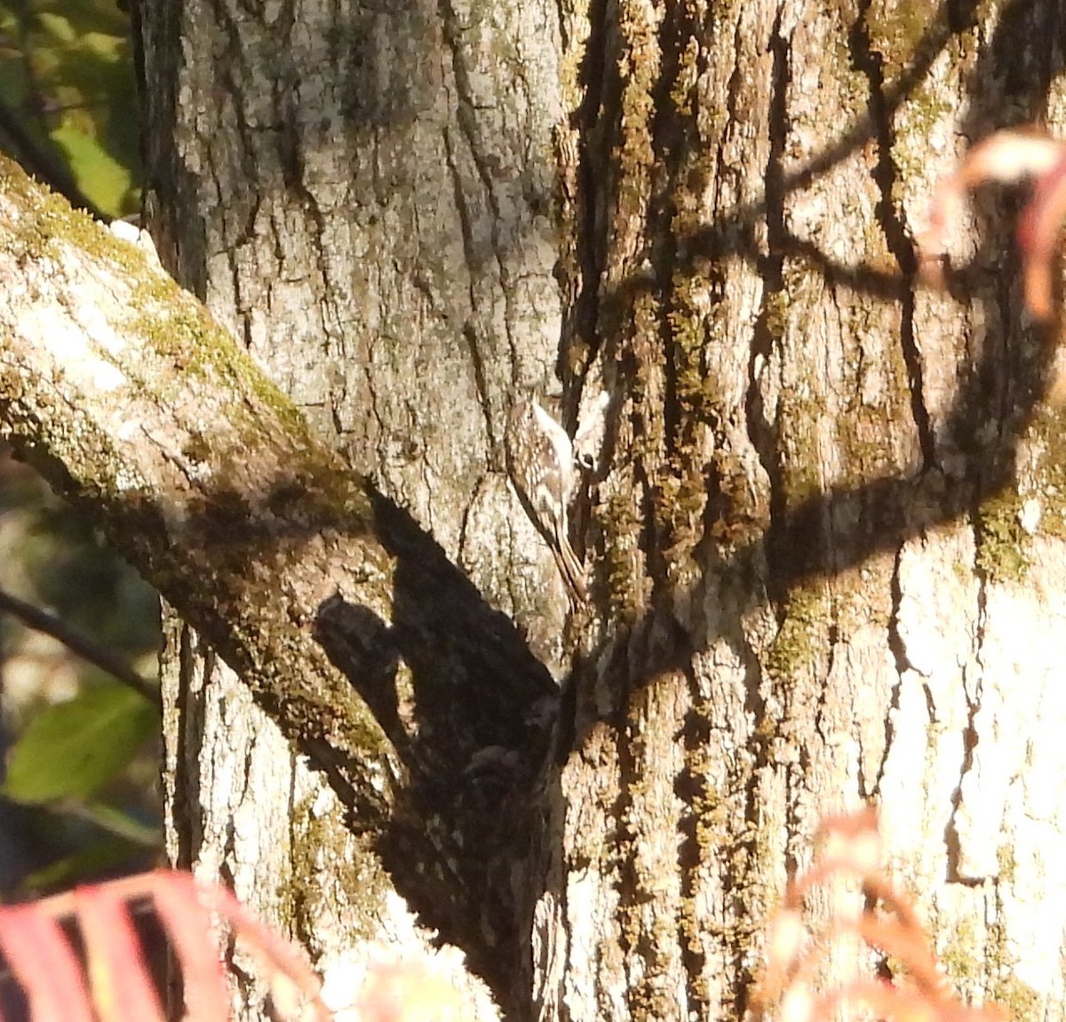 Brown Creeper - ML642857968
