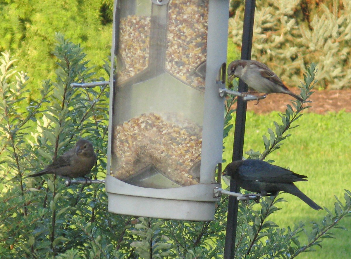 Brown-headed Cowbird - ML642857976