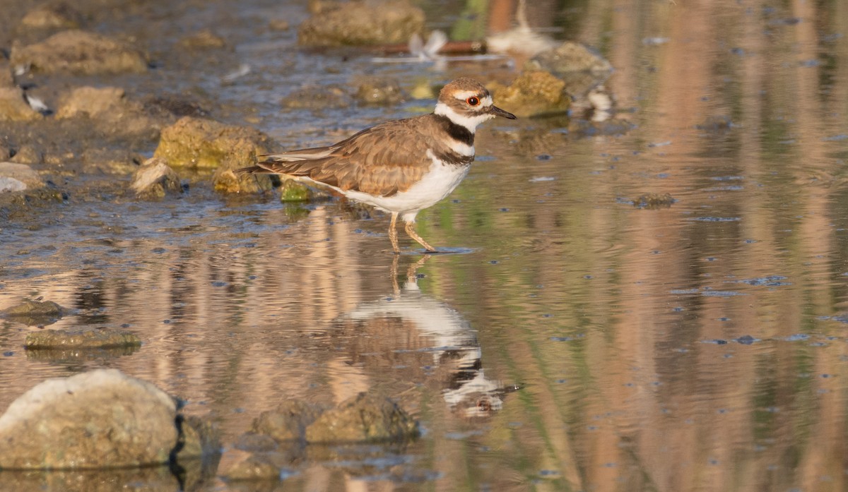 Killdeer - ML642857977