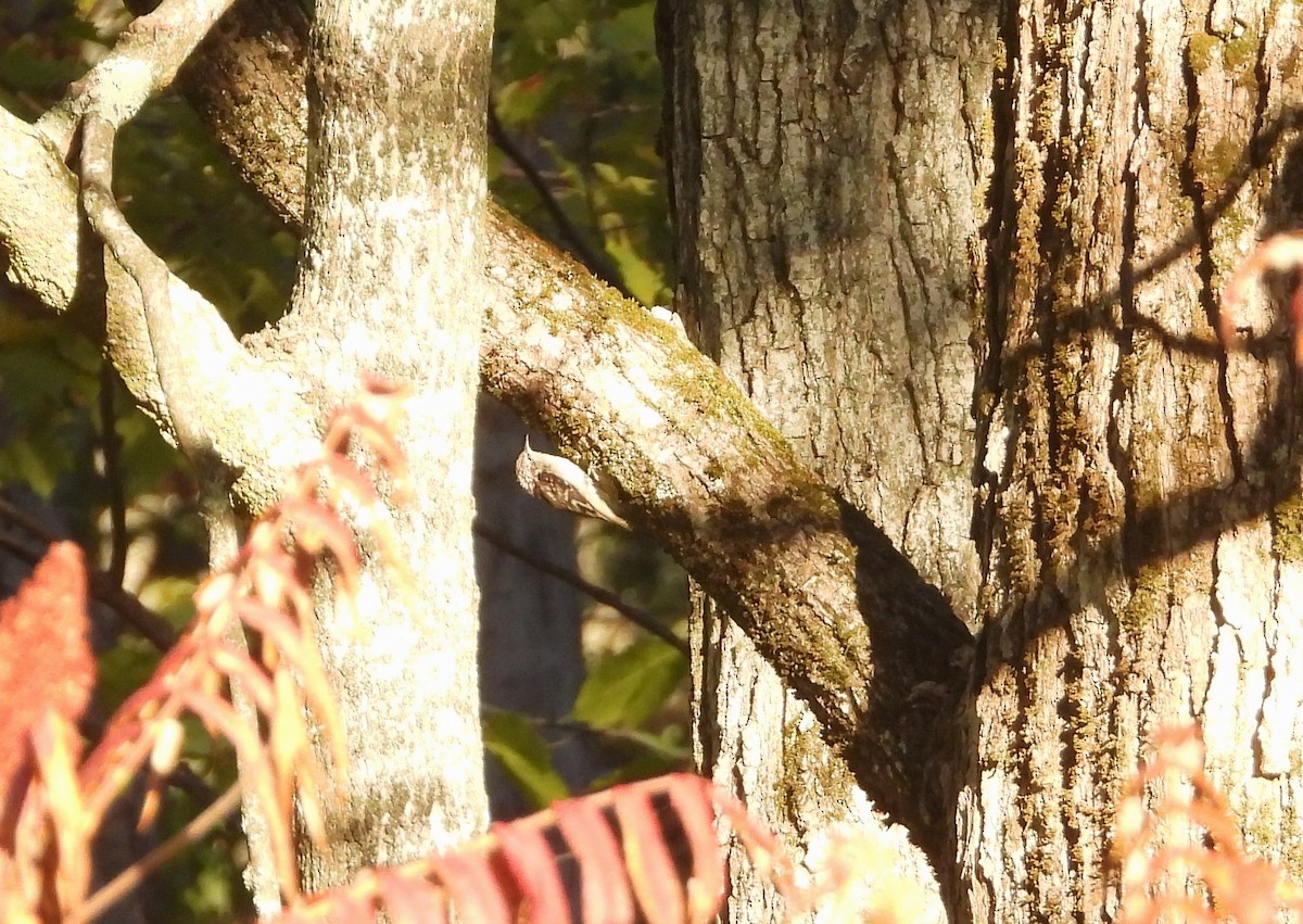 Brown Creeper - ML642857979