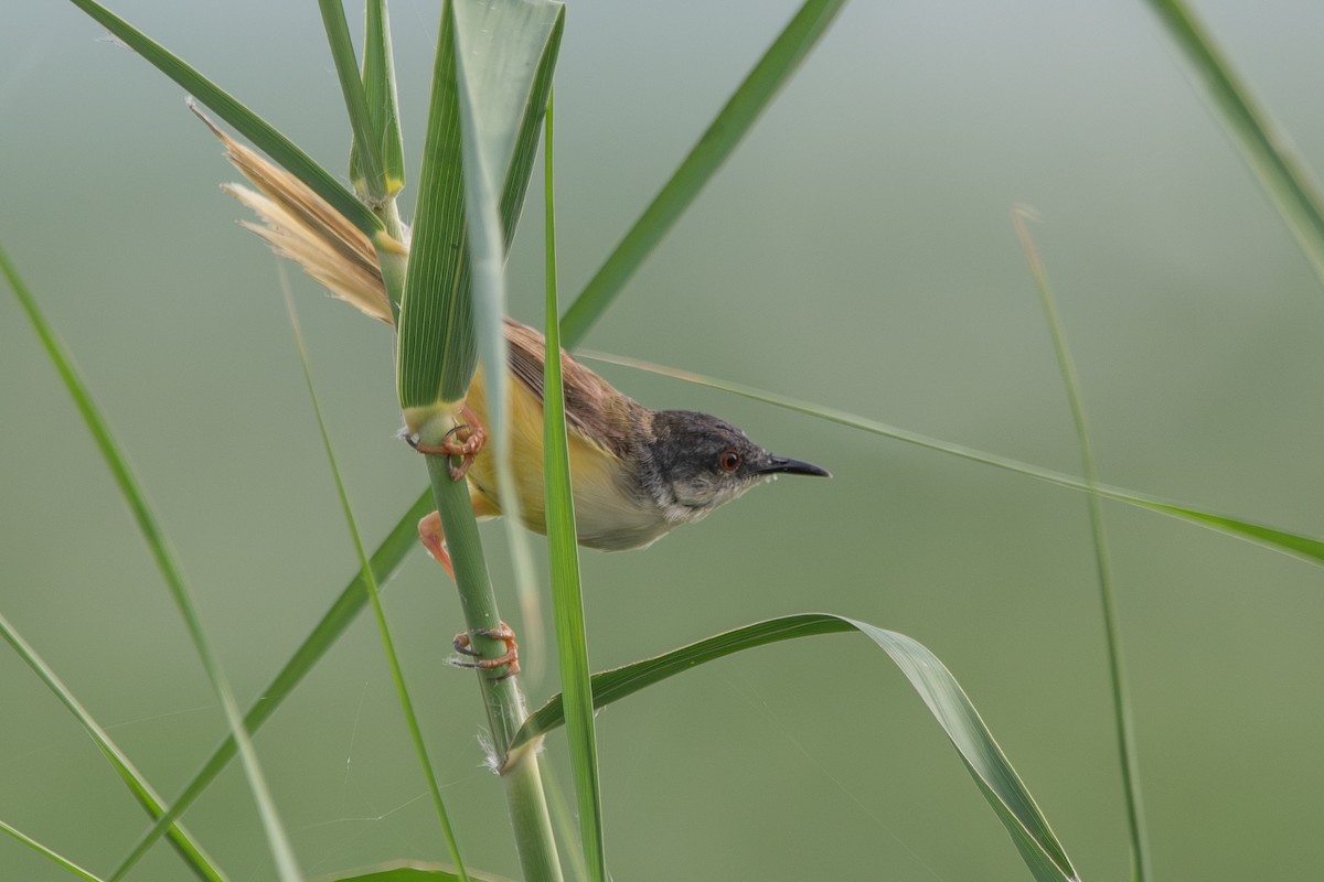 Yellow-bellied Prinia - ML642857986