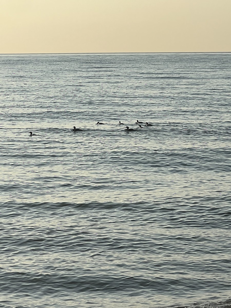 Сэвгэр бохио - ML642857987