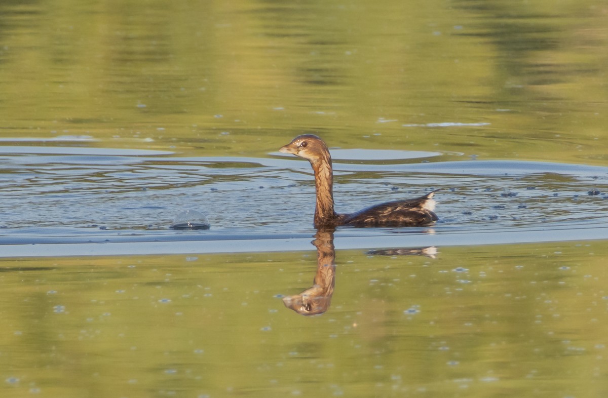 Pied-billed Grebe - ML642857990