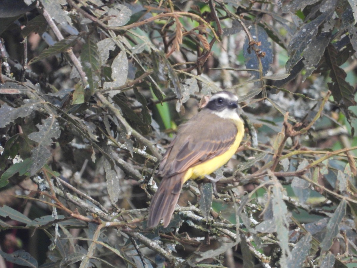 Social Flycatcher - ML642858001