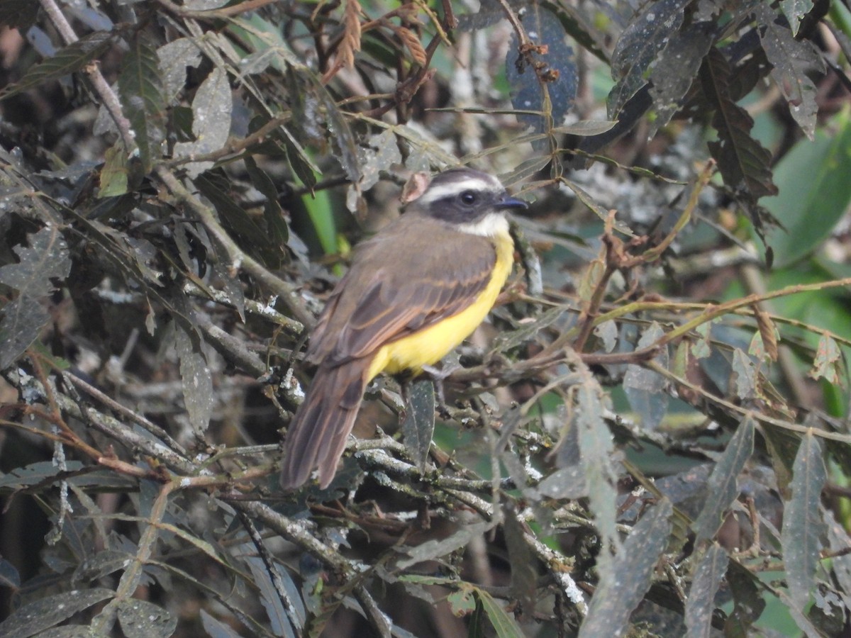 Social Flycatcher - ML642858002