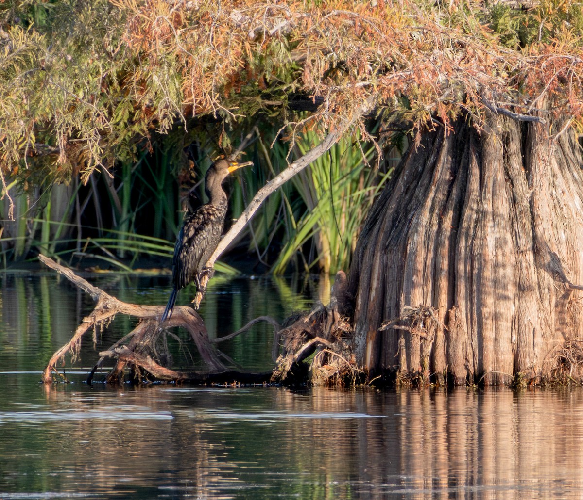 Double-crested Cormorant - ML642858004