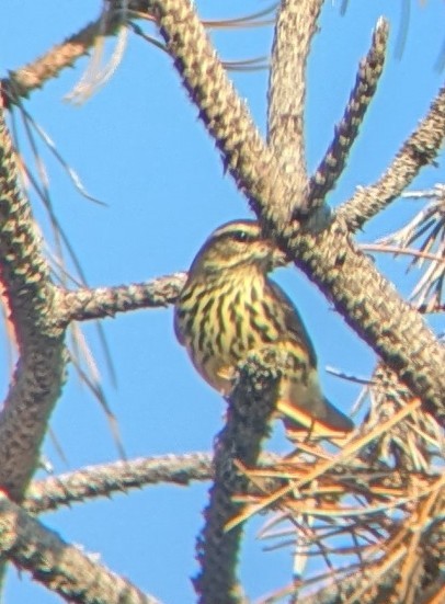 Northern Waterthrush - ML642858008