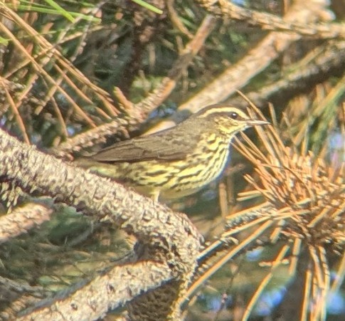 Northern Waterthrush - ML642858009