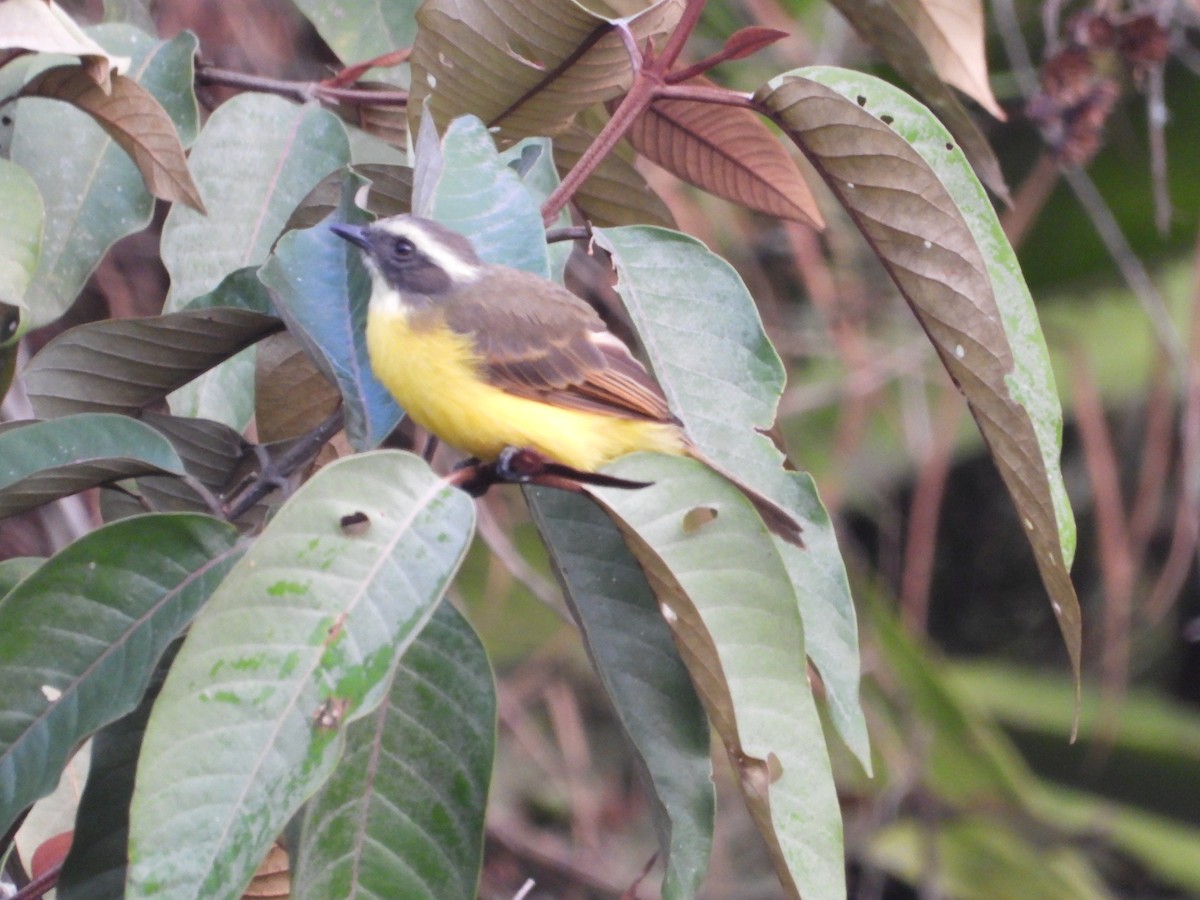 Social Flycatcher - ML642858019