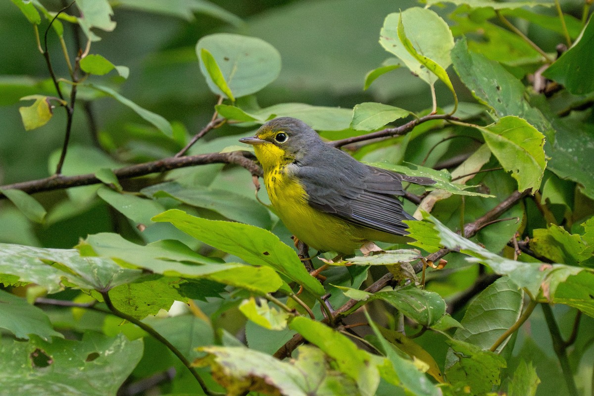 Canada Warbler - ML642858025
