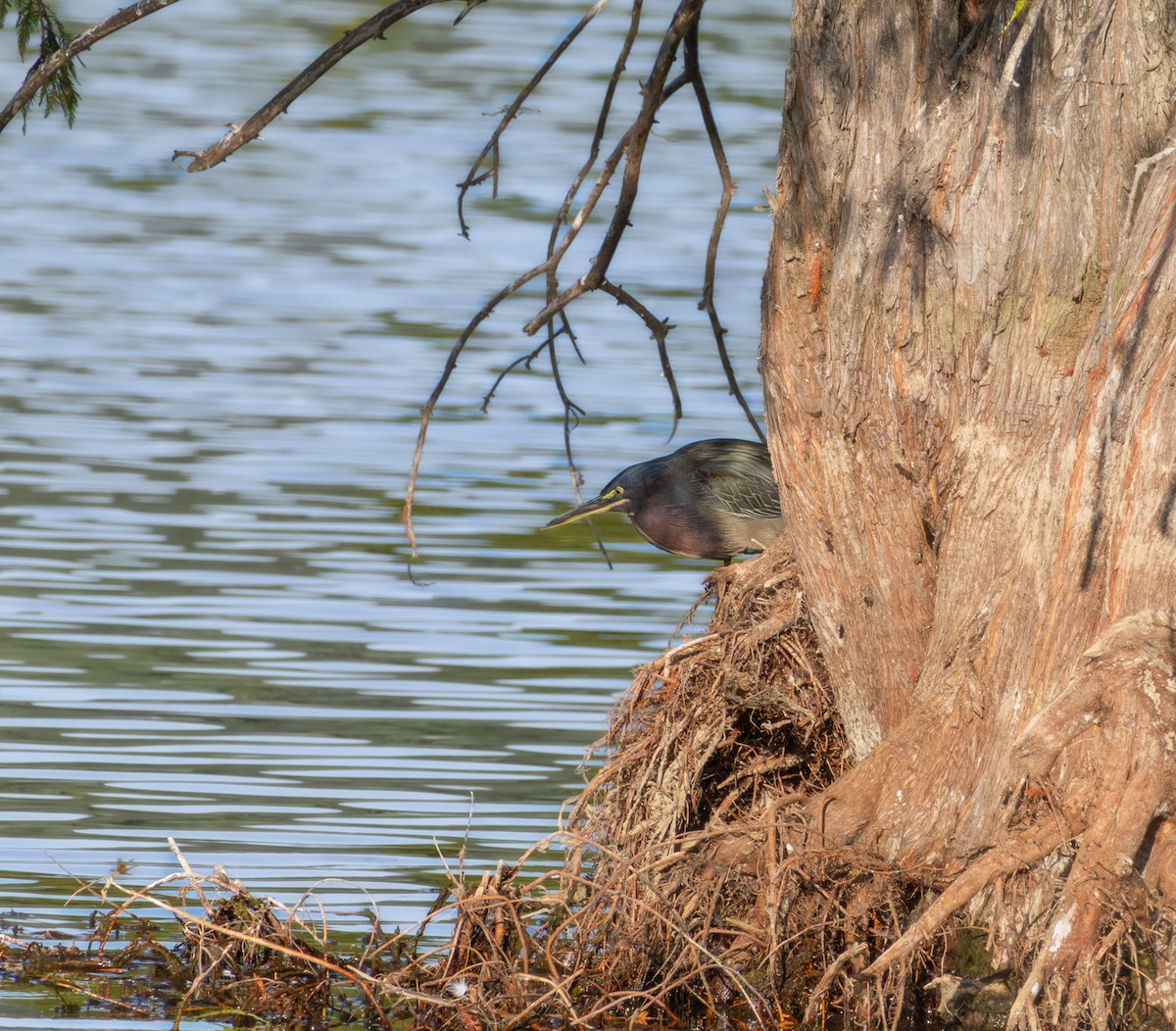 Green Heron - ML642858029