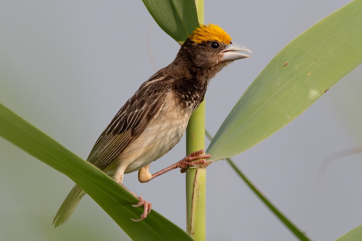 Black-breasted Weaver - ML642858031